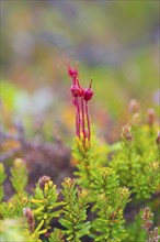 Young blue heath (Phyllodoce caerulea), bud, vertical format, Tynset, Innlandet, Norway, Europe