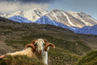 A sheep in front of a picturesque backdrop of snow-capped mountains under a clear blue sky,