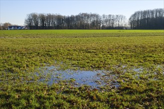 Large puddle in a field at the edge of a forest, flooding, Kurler bush, Dortmund, Ruhr area, North