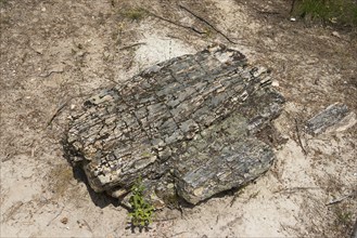 Petrified tree trunk on sandy soil, surrounded by small plants and soil, Petrified forest,