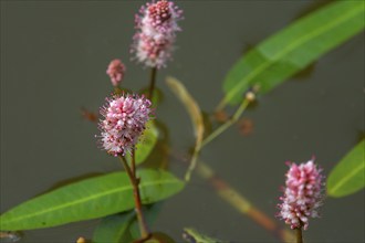 Water knotweed (Persicaria amphibia), Bavaria, Germany, Europe