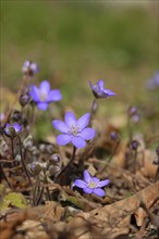 Liverwort (Hepatica nobilis), blue flowers in a forest, North Rhine-Westphalia, Germany, Europe