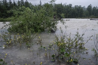 Flood, continuous rain, river, rain, flooding, Upper Bavaria, force of nature, climate, climate