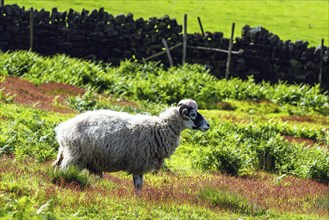 Sheeps in North York Moors National Park, Yorkshire, England, United Kingdom, Europe