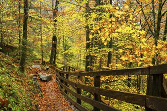 A hiking trail in the Lammerklamm gorge. Autumn, trees with colourful leaves. Scheffau, Lammertal,