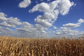 Romania, near Giurgiu in the south of the country, maize ripe for the corn corn cob harvest, Europe