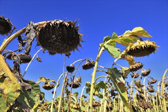 Romania, near Giurgiu in the south of the country, sunflowers ripe for the harvest, Europe