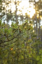 Branches of a european black pine (Pinus nigra), sunlight penetrating the forest in the background