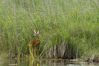 European roe deer (Capreolus capreolus), reeds, water, Lower Austria