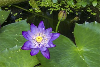 Blue-purple coloured tropical water lily in garden pond, Gigantea Dark Purple, water lily,