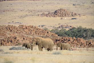 Desert elephants (Loxodonta africana) in the Ugab dry river, Damaraland, Kunene region, Namibia,