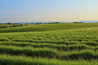 Wide fields of lavender (Lavandula), and a hilly landscape under a clear blue sky with mountains in