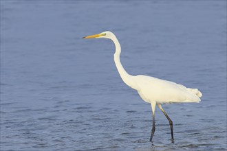 Great Egret (Ardea alba) walking through the water of the Baltic Sea, Wildlife, Heron, Waterfowl,