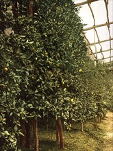 A lemon tree, Limone, Lake Garda, Italy, Historical, digitally restored reproduction from a 19th