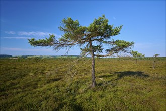 Single moor pine tree stands in moor landscape under blue sky with few clouds, Schwarzes Moor,