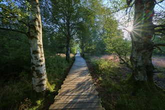 A wooden plank path leads through a sparse moor forest, which is broken by the sun's rays and