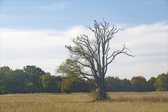 Bare tree in a field in front of a blue sky, Federow, Müritz National Park, Mecklenburg-Vorpommern,