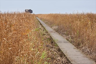 Low tide, reeds, mudflats, observation point Kiekkaaste, Dollart, Nieuwe Statenzijl, Netherlands