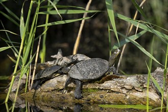 European pond turtles (Emys orbicularis), sunbathing, tree trunk, water, Lower Austria