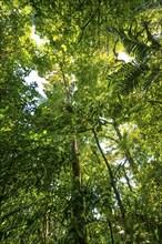 Trees in the rainforest, dense vegetation, Tortuguero National Park, Costa Rica, Central America