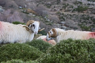 Two sheep with big horns and thick fur are standing on a green pasture in a hilly landscape, near