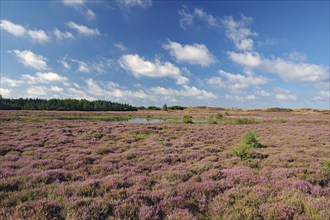 Wide blooming heath under a blue sky with scattered clouds in a natural landscape, Fanö, North Sea,