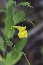 Impatiens noli-tangere (Impatiens noli-tangere), also known as touch-me-not, flowering in the