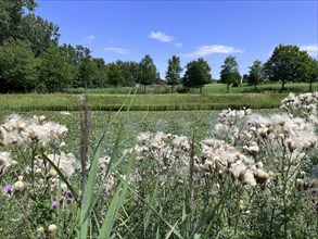 Field thistle (Cirsium arvense), in the background landscape on Herrenchiemsee with large canal in