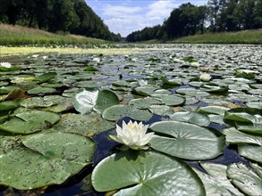 European white water lilies, white pond lilies, water lilies (Nymphaea alba) on large canal in