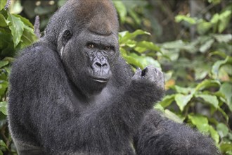 Western lowland gorilla (Gorilla gorilla gorilla), portrait, Réserve Lésio-Louna nature reserve,