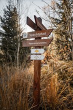 Wooden signpost in the forest with autumn landscape, Black Forest, Germany, Europe