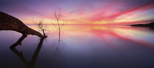 Sunset on the Szczecin Lagoon, tree trunk lying on the beach in the water of the Baltic Sea, Usedom