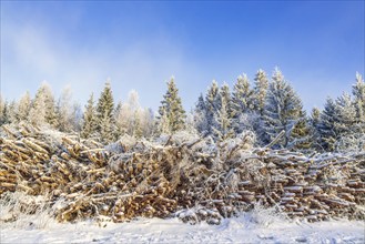 Pile of logs by a logging road in a forest with snow and frost a cold winter day, Sweden, Europe