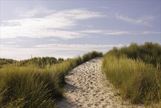 Path in the dunes on Borkum