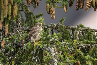 Common kestrel (Falco tinnunculus), young bird not yet able to fly sitting on a branch outside the