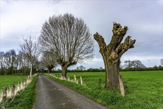 Pollarded willows, after cutting, bare tree, where new willow rods grow on the cut surfaces, in the