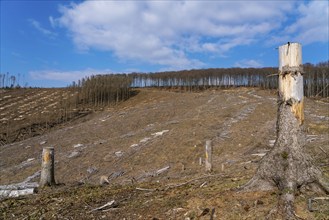 Cleared forest area north of the village of Öventrop, district of Arnsberg, dead spruce stands were