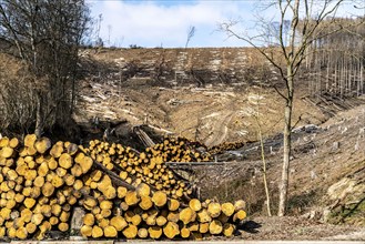 Cleared forest area north of the village of Öventrop, district of Arnsberg, dead spruce stands were