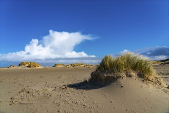 Dune landscape, sand dunes, dune grass in the west of Borkum, island, East Frisia, winter, season,