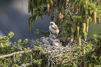 Common kestrel (Falco tinnunculus), young birds not yet ready to fly in the nest,