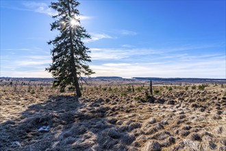 The High Fens, raised bog, in the Eifel and Ardennes region, High Fens-Eifel nature park Park,