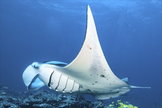 Symbiotic behaviour Symbiosis of manta ray (Manta) can be cleaned via coral reef open gills clean