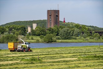 Hay harvest, on a Rhine meadow near Duisburg-Beeckerwerth, a forage harvester picks up the cut