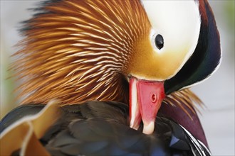 Mandarin duck (Aix galericulata), side view, animal portrait, Hesse, Germany, Europe