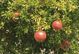 Pomegranate fruit growing on tree, Trujillo, Caceres province, Extremadura, Spain, Europe