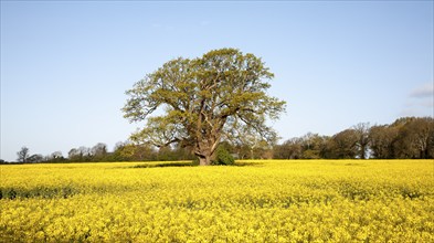 Spring rural landscape with yellow flowers of oils seed rape crop and oak tree in early leaf,