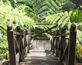 Old wooden ladder with fern leaves in jungle