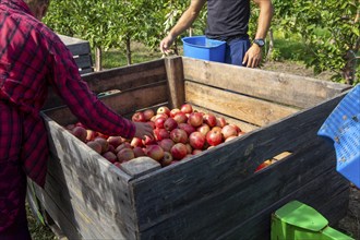 Apple harvest in Meckenheim/Pfalz. Harvest workers from Bleichhof in Meckenheim harvesting Weirouge