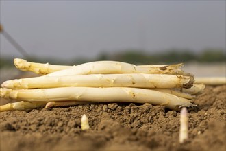 Agriculture asparagus harvest at farmer Hartmut Magin in Mutterstadt, Rhineland-Palatinate