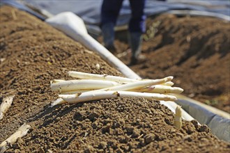 Agriculture asparagus harvest in Mutterstadt, Palatinate